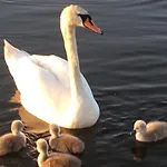 Lipno Serafin 4* Lipno nad Vltavou